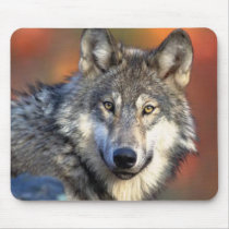 Wolf Photograph Mouse Mat