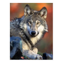 Wolf Photograph Post Card