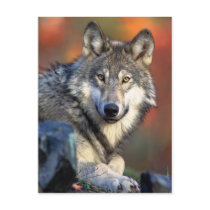 Wolf Photograph Post Card