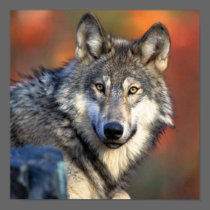 Wolf Photograph