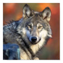 Wolf Photograph posters by ironydesignphotos Wolf Photograph posters