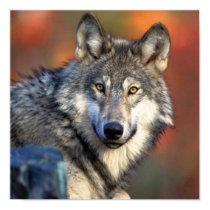 Wolf Photograph posters