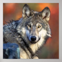 Wolf Photograph Posters