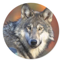 Wolf Photograph stickers