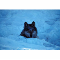 Wolf photo sculptures