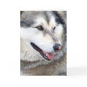 Wolf Portrait cards by StarLily Wolf Portrait cards
