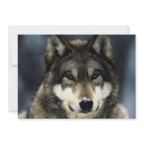 Wolf Portrait Invitation