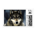 Wolf Portrait Postage