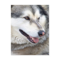 Wolf Portrait postcards by StarLily Wolf Portrait postcards