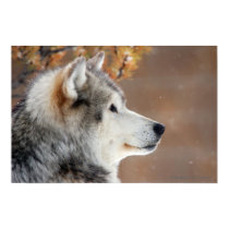Wolf Portrait Poster posters