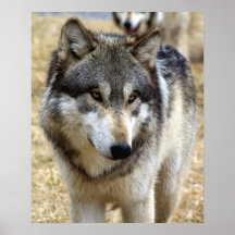 Wolf Portrait Print