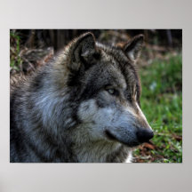 WOLF PORTRAIT PRINT