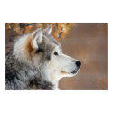 Wolf Portrait Poster posters