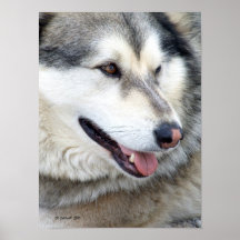 Wolf Portrait Print