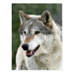 Wolf Post Cards