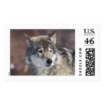 Wolf postage