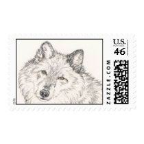 Wolf Postage Stamp Alpha Female