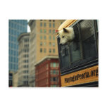 Wolf Postcard