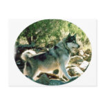 Wolf Post Cards