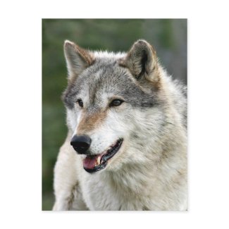 Wolf postcard
