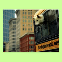 Wolf Postcard postcards