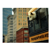 Wolf Postcard