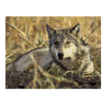Wolf Postcard postcards