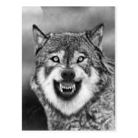 Wolf Postcards