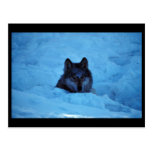 Wolf Postcards