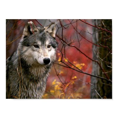 Wolf Posters by beverlytazangel