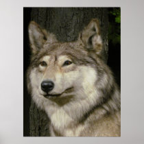 Wolf Poster
