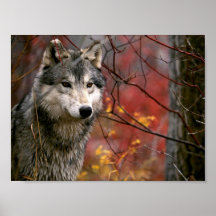 Wolf Posters