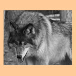 Wolf posters
