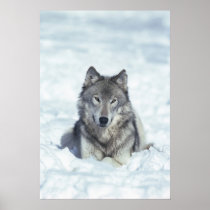 Wolf Poster