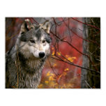 Wolf Posters