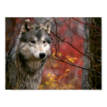 Wolf posters by beverlytazangel Wolf posters