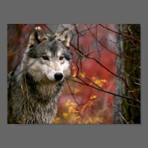 Wolf posters