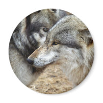 Wolf Profiles Magnet