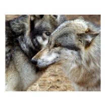 Wolf Profiles posters by Tberling Wolf Profiles posters