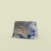 Wolf_pup_closeup