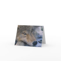 Wolf_pup_closeup Greeting Card