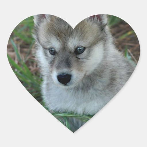 Wolf Pup Stickers Zazzle