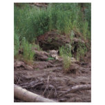 Wolf Resting in Front of Den flyers