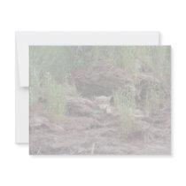 Wolf Resting in Front of Den invitations by animalpark Wolf Resting in Front of Den invitations