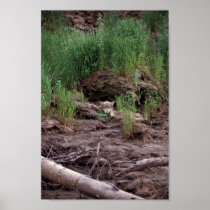 Wolf Resting in Front of Den Posters