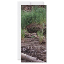 Wolf Resting in Front of Den rack cards