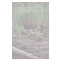 Wolf Resting in Front of Den stationery