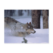 Wolf Running In Snow Post Card