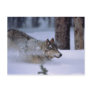 Wolf Running In Snow Post Card