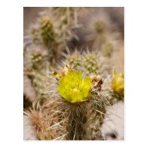 Wolf’s cholla Cactus Postcards